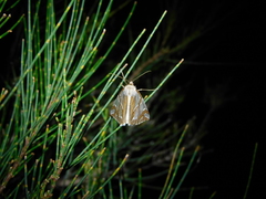 Thalaina inscripta
