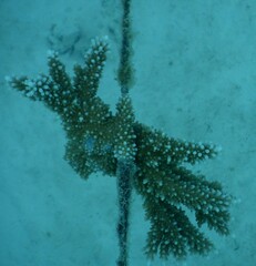 Acropora abrotanoides