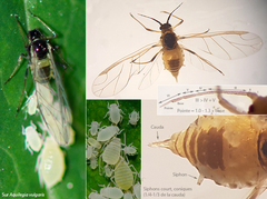 Longicaudus trirhodus