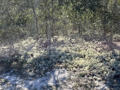 Cladonia evansii