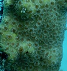 Goniastrea stelligera