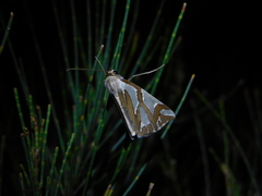 Thalaina inscripta