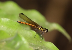 Chlorocypha luminosa