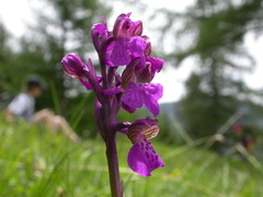 Anacamptis morio morio