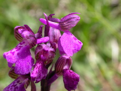 Anacamptis morio morio