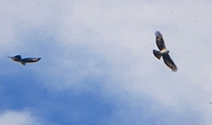 Aquila spilogaster