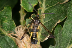 Synanthedon caucasica