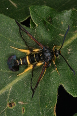 Synanthedon caucasica