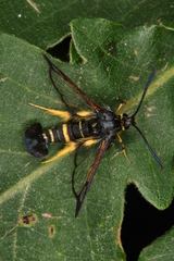 Synanthedon caucasica