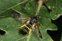 Synanthedon caucasica