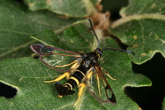 Synanthedon caucasica
