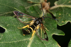 Synanthedon caucasica