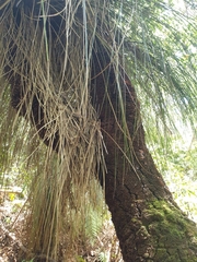 Xanthorrhoea malacophylla