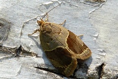 Clepsis dumicolana