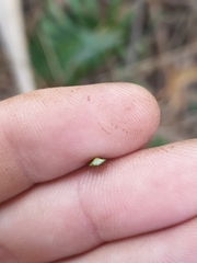 Xanthorrhoea malacophylla