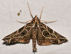 Charca fulminea