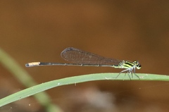 Pseudagrion melanicterum
