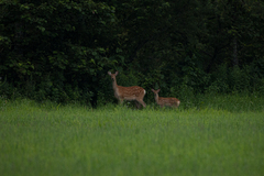 Cervus nippon yesoensis