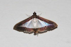 Diaphania hyalinata