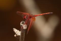 Trithemis arteriosa