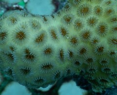 Goniastrea stelligera