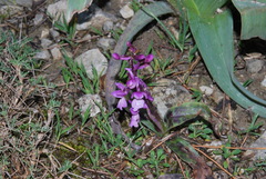 Orchis olbiensis