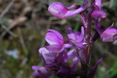 Orchis olbiensis