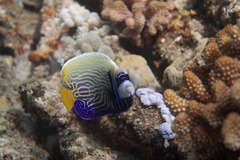 Pomacanthus imperator
