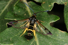 Synanthedon caucasica