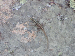 Tropidurus semitaeniatus