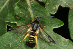 Synanthedon caucasica