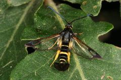 Synanthedon caucasica