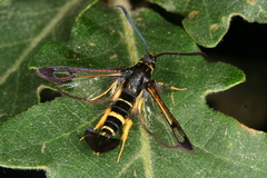 Synanthedon caucasica