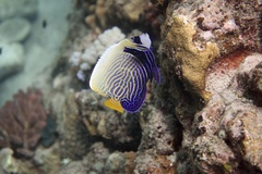 Pomacanthus imperator