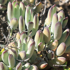 Cotyledon