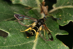 Synanthedon caucasica