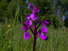 Anacamptis palustris