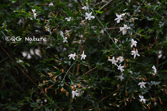 Jasminum officinale