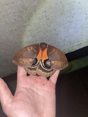 Automeris postalbida