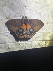 Automeris postalbida