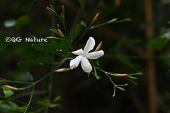 Jasminum officinale