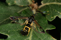Synanthedon caucasica