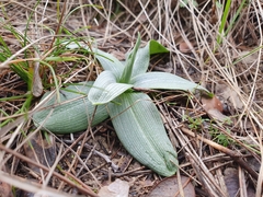 Ophrys sphegodes massiliensis