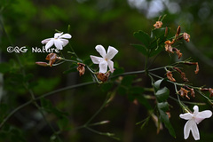Jasminum officinale