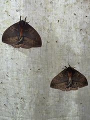 Automeris postalbida