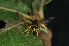 Synanthedon caucasica