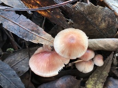 Mycena sanguinolenta