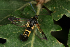 Synanthedon caucasica