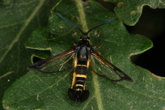 Synanthedon caucasica