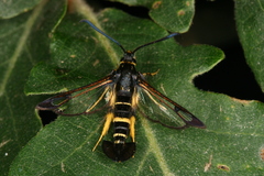 Synanthedon caucasica